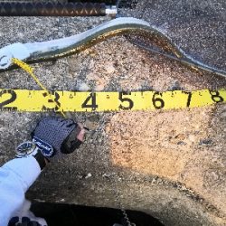 メーター超えのダツ