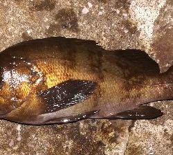 アジング不成立