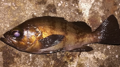 アジング不成立