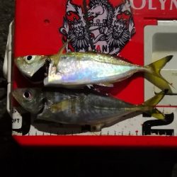 アジング練習 206