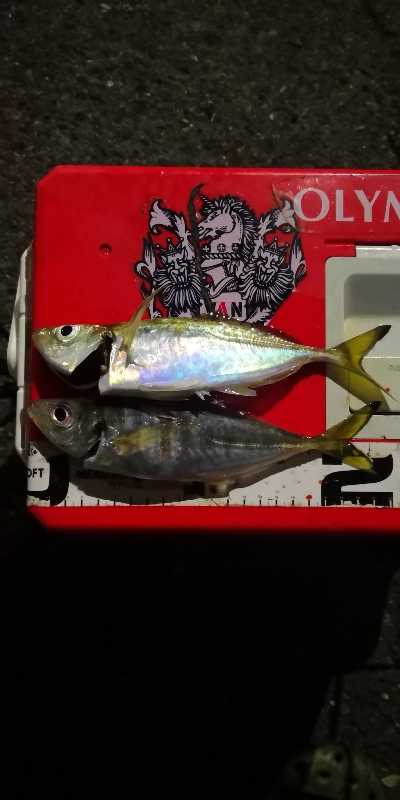 アジング練習 206