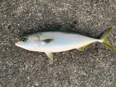 武庫川一文字　情報