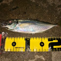 何処でも何時ものアジバラシ