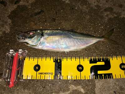 何処でも何時ものアジバラシ