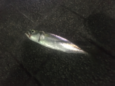 期日前投票を済ませてから