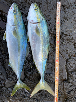 ショアジギング