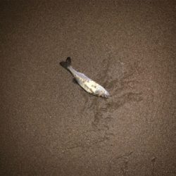 ベイトが遠い日