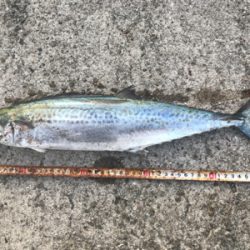 サゴシDAY！！2020ライトゲーム第31戦