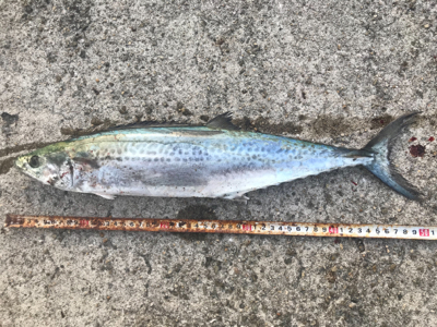 サゴシDAY！！2020ライトゲーム第31戦