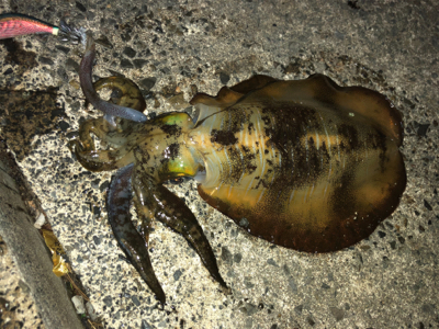 小浜から敦賀へランガン