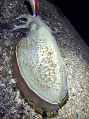 イカ釣れたけど…コウちゃんでしたσ(^_^…