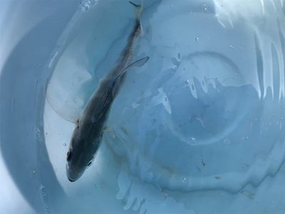 ジグパラスイムでメッキ