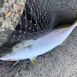 今日は、ジグで！