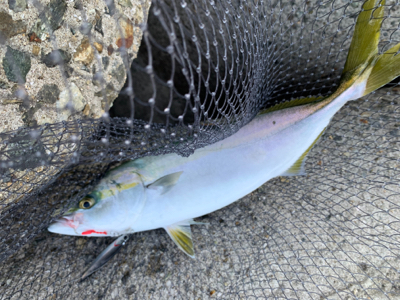 今日は、ジグで！