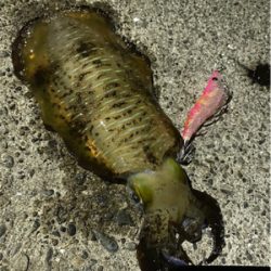 ランガン♪エギング