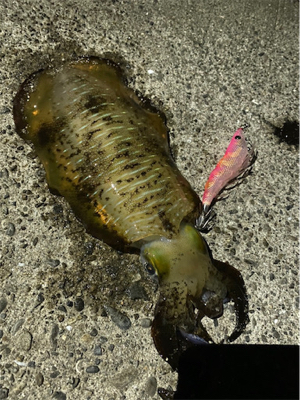 ランガン♪エギング