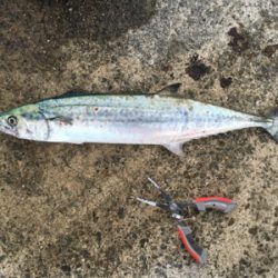 やっとサゴシ釣れた