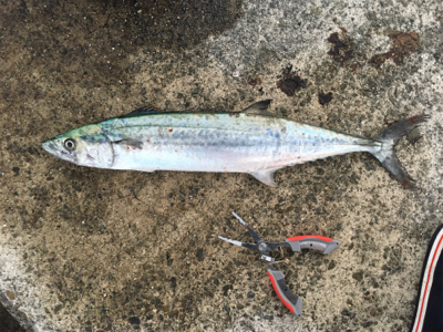 やっとサゴシ釣れた