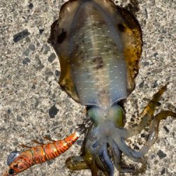 今季初アオリイカ