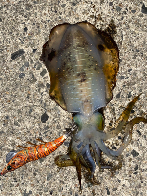 今季初アオリイカ