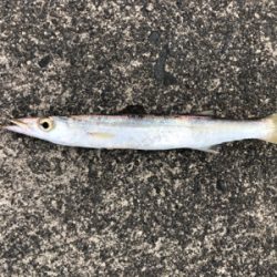 カマスとメッキ