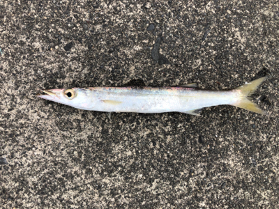 カマスとメッキ