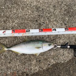 ショアジギングしました