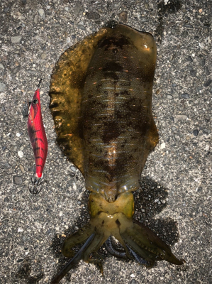 ジグではエソしか釣れん海