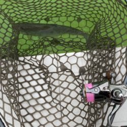 服部緑地　プールトラウト　管釣り