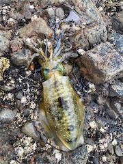 秋イカはいずこへ