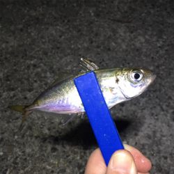 小アジ入れ食い