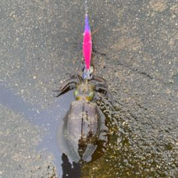 雨の中エギング