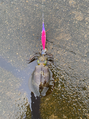 雨の中エギング