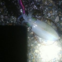 NEWロッドで障泥烏賊1杯！秋烏賊60杯！！