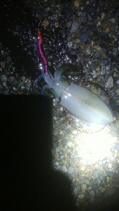 NEWロッドで障泥烏賊1杯！秋烏賊60杯！…