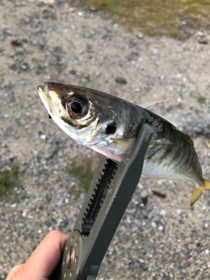 爆風スランプだぁ
