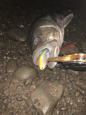 干潮からの朝まづめ釣行