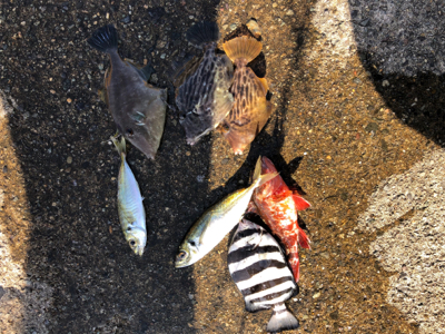 ダイソージグで初アジ