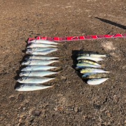 アジ刺身とフグ唐揚げかな？