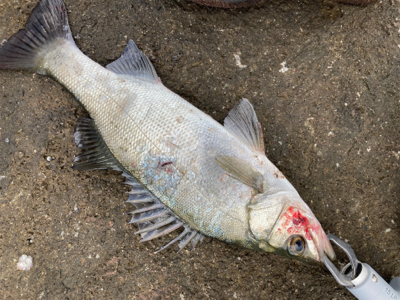 秋のサラシからヒラスズキを引き出した！！