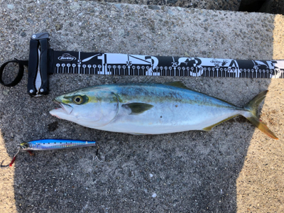 エソと間違う引き