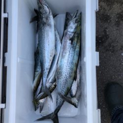 サゴシが湧いた