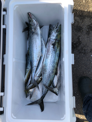 サゴシが湧いた