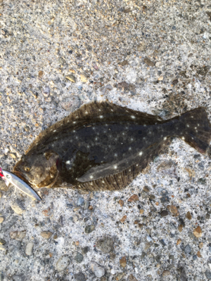 まったりフラッシュ