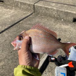 青物御用ならず