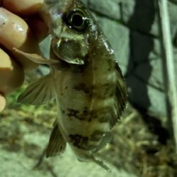 爆風ライトゲーム