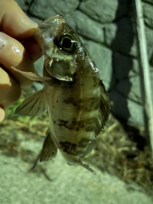 爆風ライトゲーム