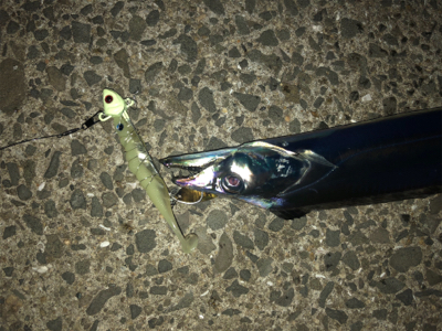 お久しぶりのタチウオ