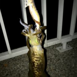 渋くて寒いエギング(＞＜)