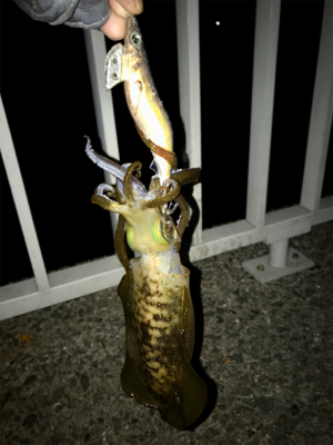 渋くて寒いエギング(＞＜)